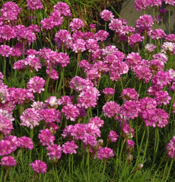 Grasnelken mit rosa Blüten