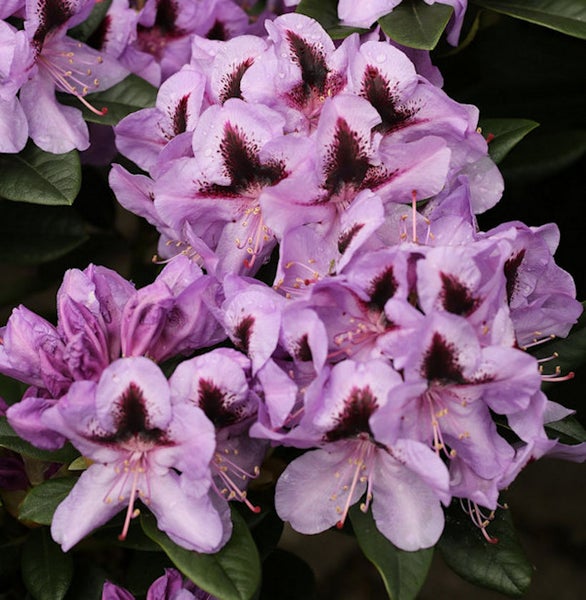 Nahaufnahme von lila Rhododendronblüten mit dunklen Flecken