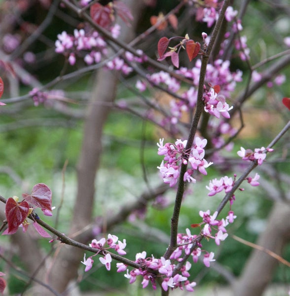 Nahaufnahme eines blühenden Judasbaums