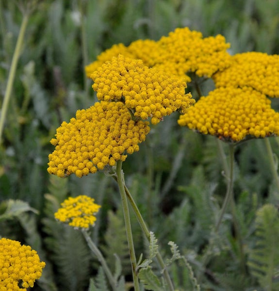 Nahaufnahme von Schafgarbe mit gelben Blüten