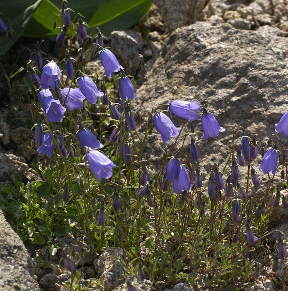 Glockenblumen zwischen Felsen