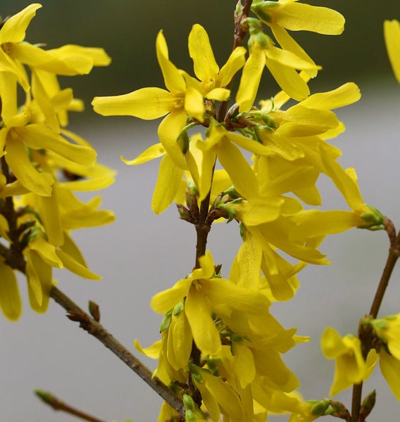 Forsythie mit gelben Blüten an den Zweigen