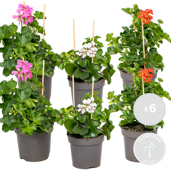 Bloomique - 6er-Mix - Pelargonium Peltatum - Hängende Geranien - Geranienpflanzen - Gartenpflanzen - 15-20 cm Hoch - Topf 10,5 cm
