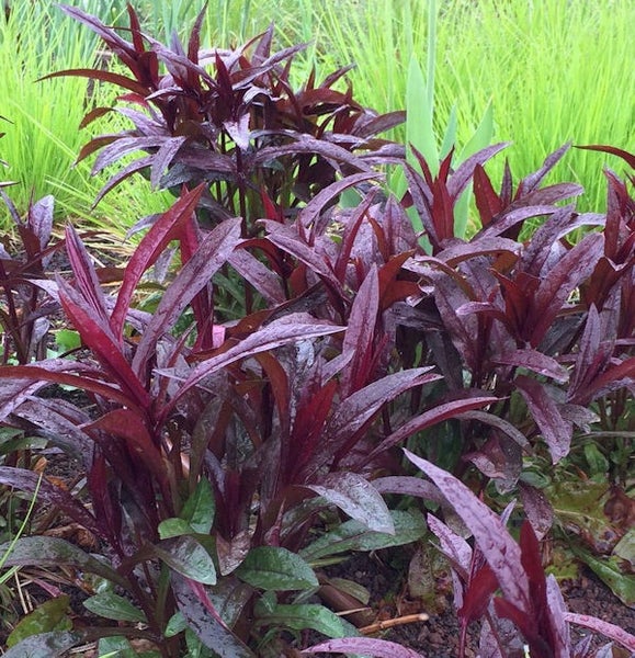 Beet mit roten Garten Pflanzen
