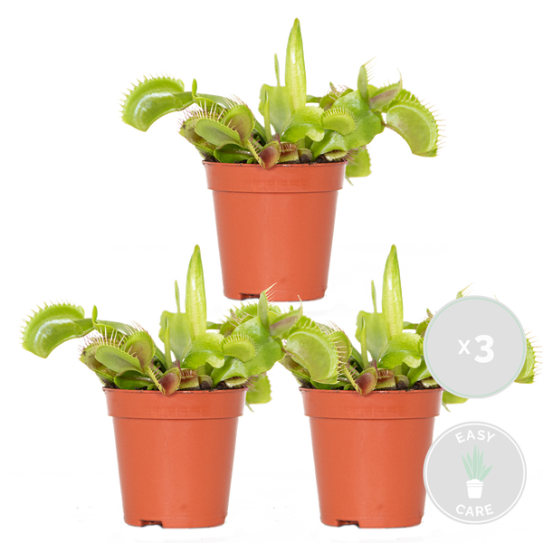 3x Dionaea Muscipula – Fleischfressende Pflanze – Pflegeleicht –⌀6 cm – ↕05-10 cm