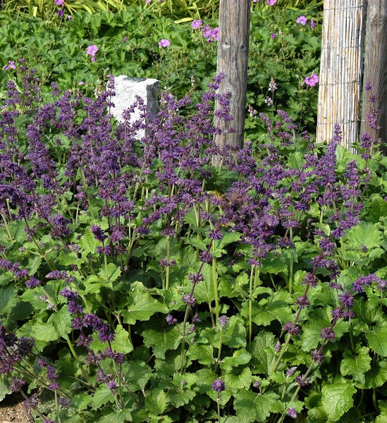 Beet mit blühendem Salbei im Garten