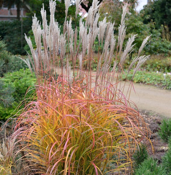 Chinaschilf Pflanze im Garten