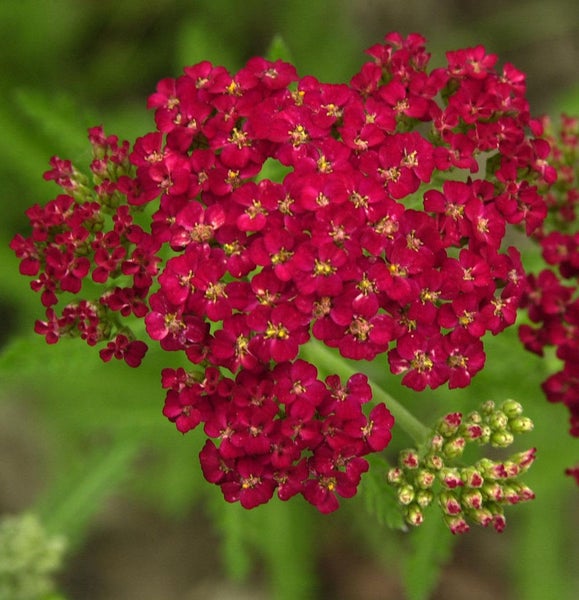 Nahaufnahme einer Schafgarbe mit roten Blüten