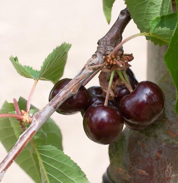 Kirschbaum mit reifen Kirschen am Zweig