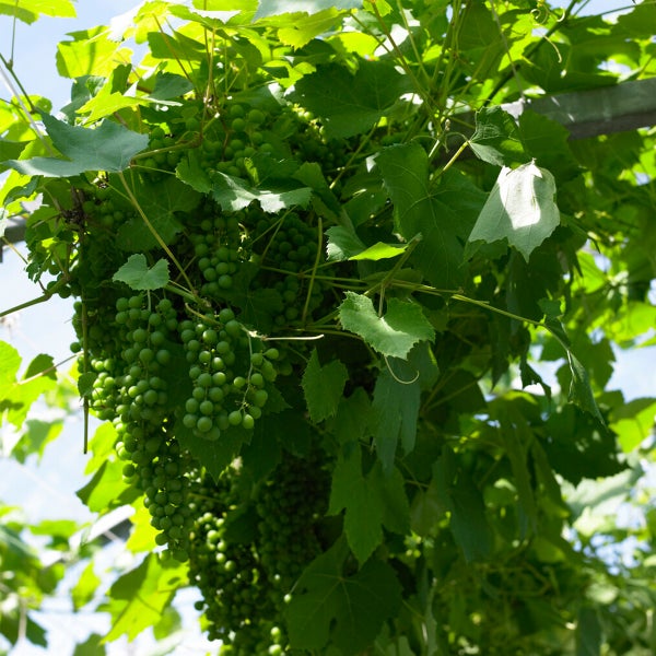 Bloomique - Vitis Vinifera 'Vroege van der Laan' - Traubenpflanze - Weiße Trauben - Obstpflanzen - Gartenpflanzen - Winterhart - ⌀14 cm - Höhe 60-70 cm