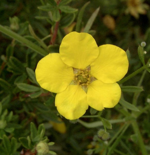 Gelbe Blüte der Fingerstrauch Pflanze im Detail.