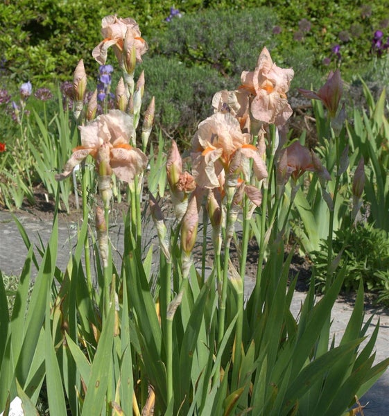 Irispflanze mit Blüten und grünen Blättern im Garten