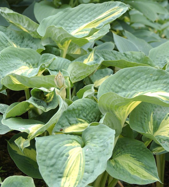 Funkie mit grünlich-gelben Blättern im Garten