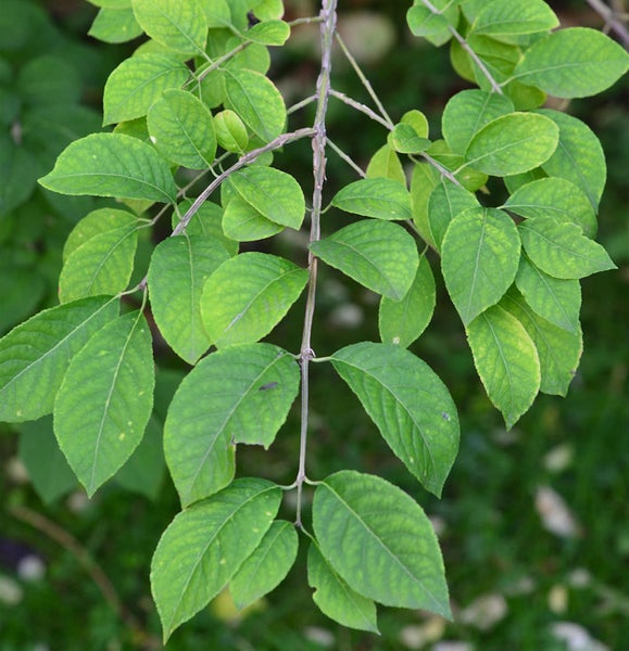 Zweig mit grünen Blättern