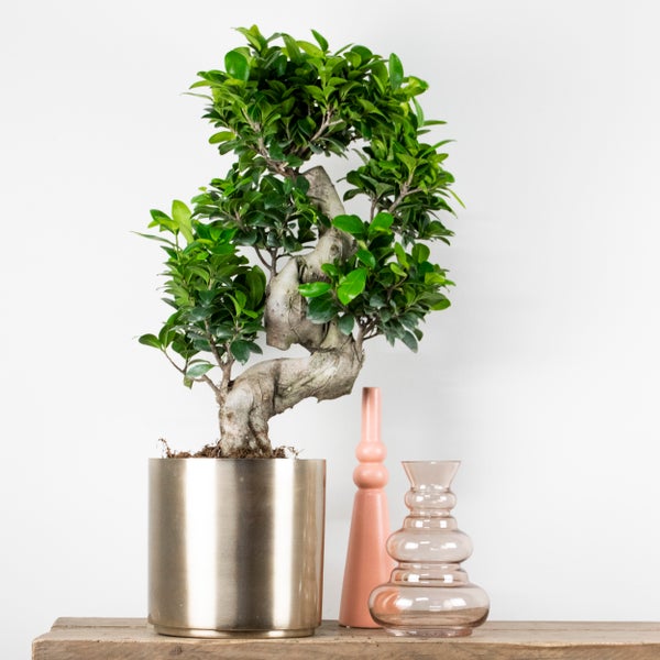 Bloomique - 2er Set - Ficus Ginseng - S-Shape - Bonsai Baum - Zimmerpflanzen - Pflegeleicht - Luftreinigend - Höhe 30-40 cm - Topf 17 cm