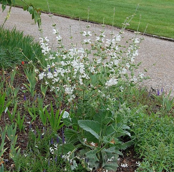 Salbeipflanze im Gartenbeet