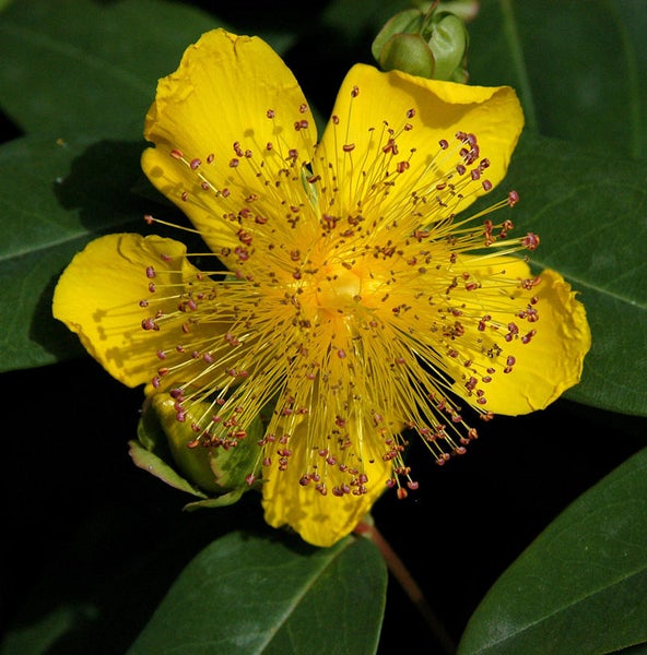 Gelbe Hypericum-Blüte mit Staubgefäßen.