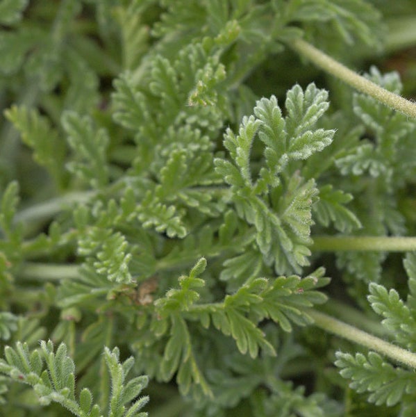 Nahaufnahme einer Grünpflanze mit filigranen Blättern