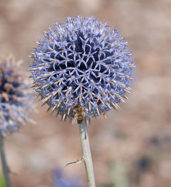 Nahaufnahme einer Kugelblume mit einer Biene.