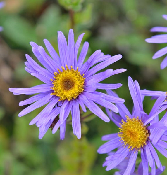 Nahaufnahme von lila Asterblüten mit gelber Mitte