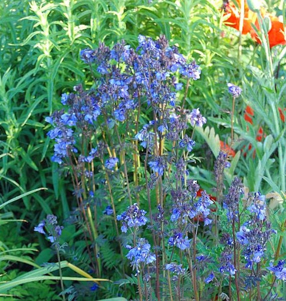 Blau blühende Jakobsleiter im Garten