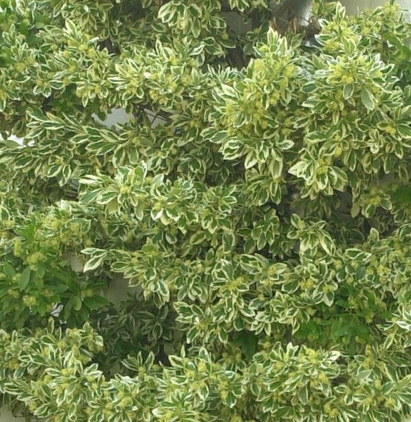 Im Bild ist ein Spindelstrauch mit grün-weißen Blättern zu sehen.