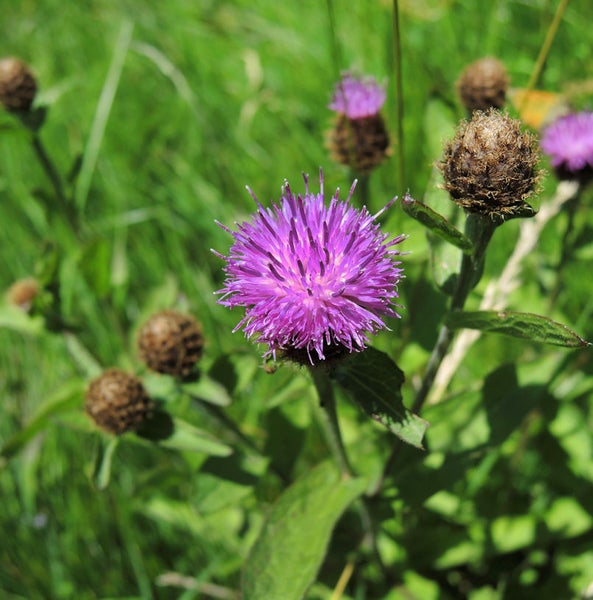 Nahaufnahme einer blühenden Kratzdistel
