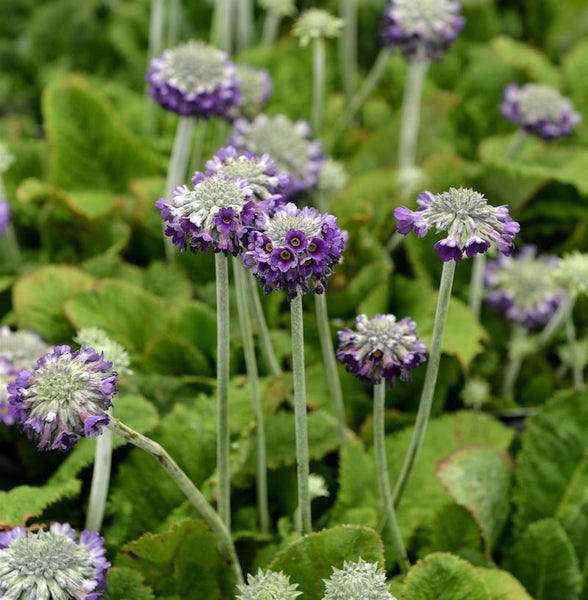 Blühende Primel Pflanzen im Garten.