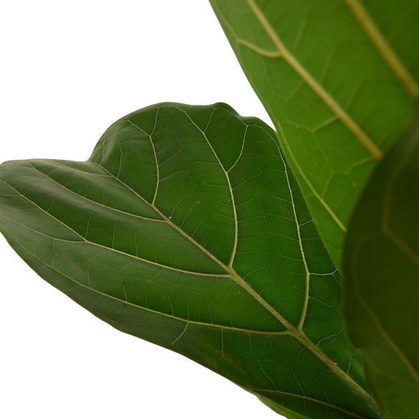 Bloomique - Ficus Lyrata - Geigenfeige - Zimmerpflanzen Groß - Pflegeleicht - Luftreinigend - Höhe 80-100 cm - Topf 21 cm