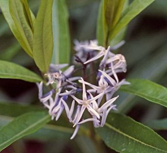 Blütenstand der Seidenpflanze mit grünen Blättern