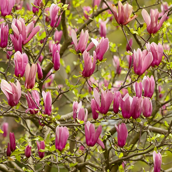 Nahaufnahme einer Gruppe weißer Christrosen mit grünen Blättern