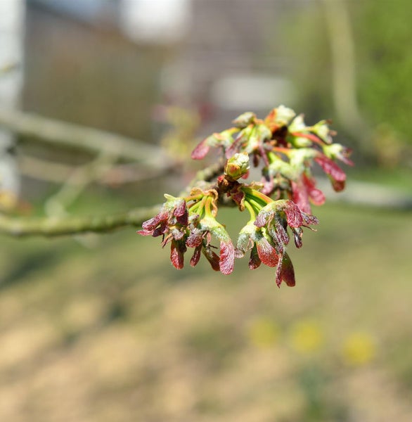 Zweig mit jungen Ahornfrüchten