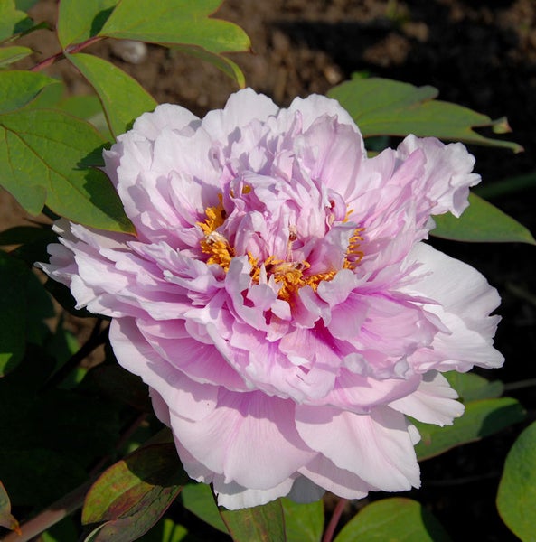 Nahaufnahme einer rosa Pfingstrose mit grünen Blättern