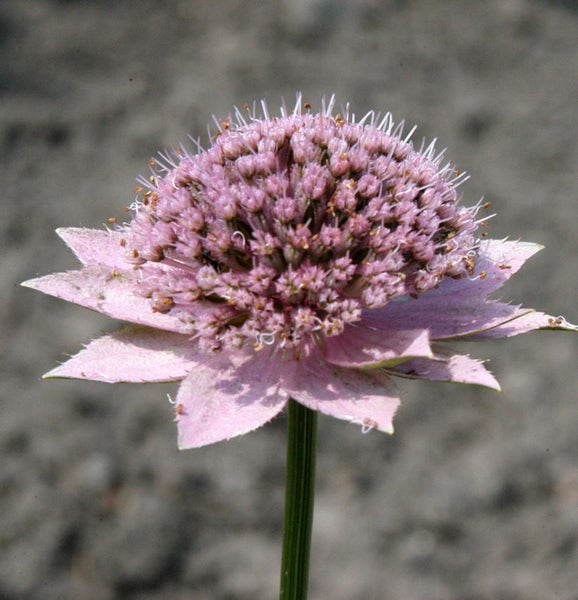 Einzelne Sterndolde im Detail