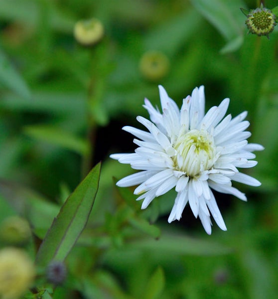 Nahaufnahme einer weißen Asterblüte im Garten