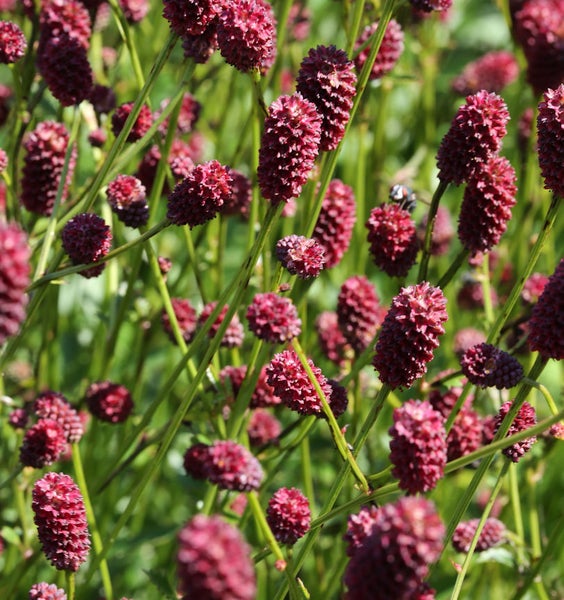 Nahaufnahme von kleinem Wiesenknopf im Garten