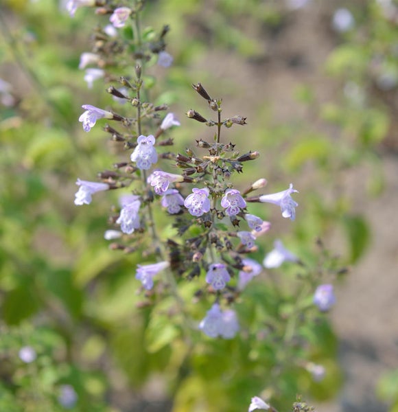Nahaufnahme einer blühenden Katzenminze