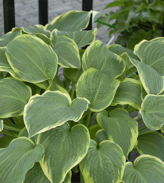 Funkie mit grün-gelben Blättern