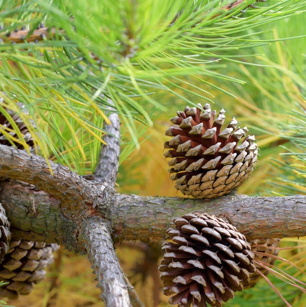 Kiefernzapfen auf einem Ast mit grünen Nadeln
