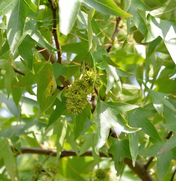 Blätter und Früchte eines Amberbaums
