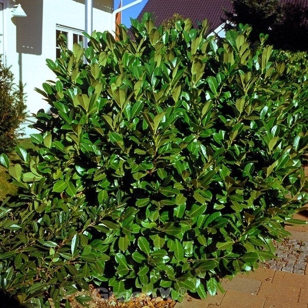 Kirschlorbeerhecke im Garten