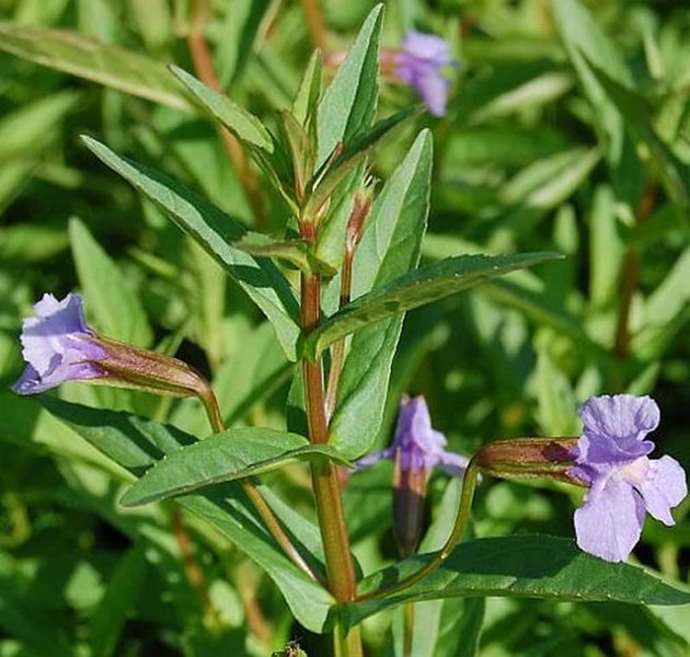 Nahaufnahme einer Gauklerblume mit grünen Blättern und lila Blüten.