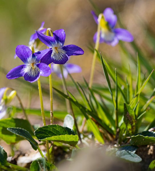 Nahaufnahme von Veilchen im Garten.