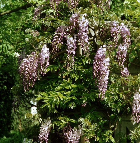 Blühende Glyzinie klettert an einer Struktur empor