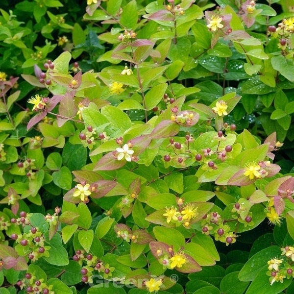 Im Bild ist eine Hypericum-Pflanze mit Blüten und Beeren zu sehen.