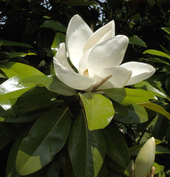 Magnolienblüte mit Blättern
