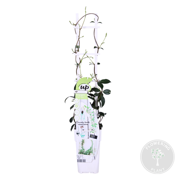 Bloomique - Trachelospermum Jasminoides - Toskanischer Jasmin - Weiß - Kletterpflanzen - Gartenpflanzen - Winterhart - Immergrün - 50-70 cm Hoch - Topf 15 cm