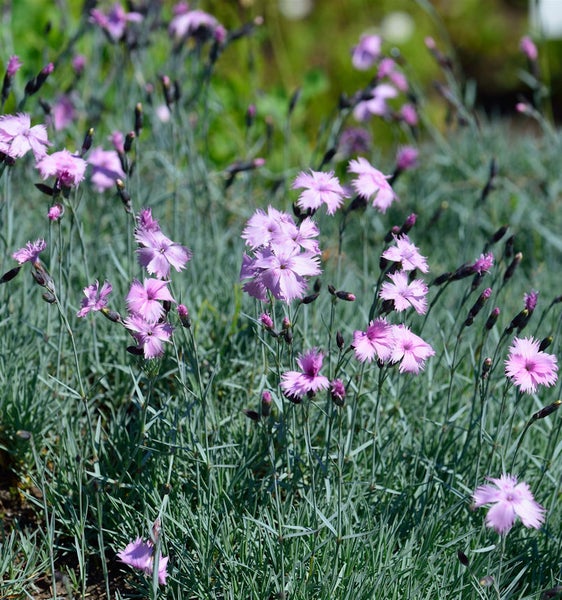 Blühende Pfingstnelken im Garten