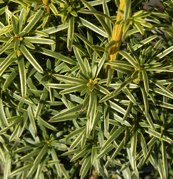 Nahaufnahme einer Eibe mit gestreiften Nadeln