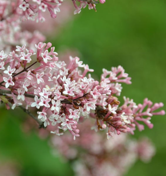 Nahaufnahme von rosa Fliederblüten